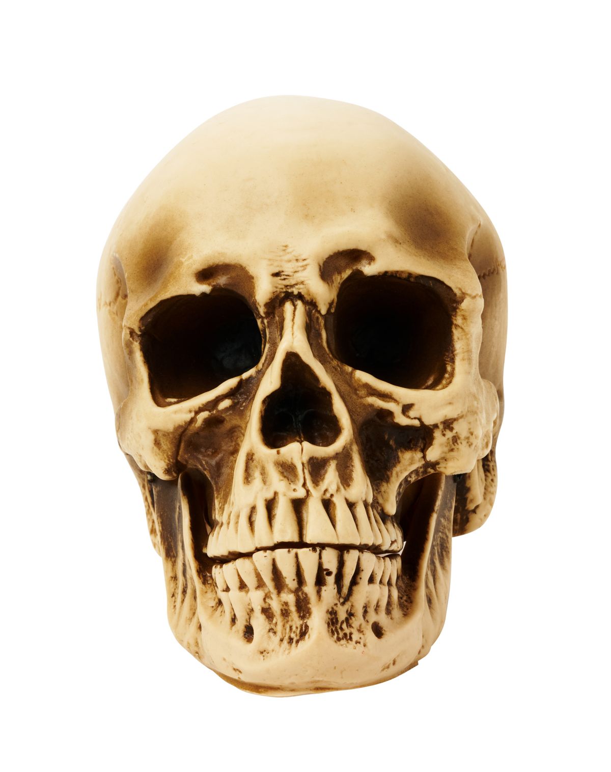 Alien Octopus Skull