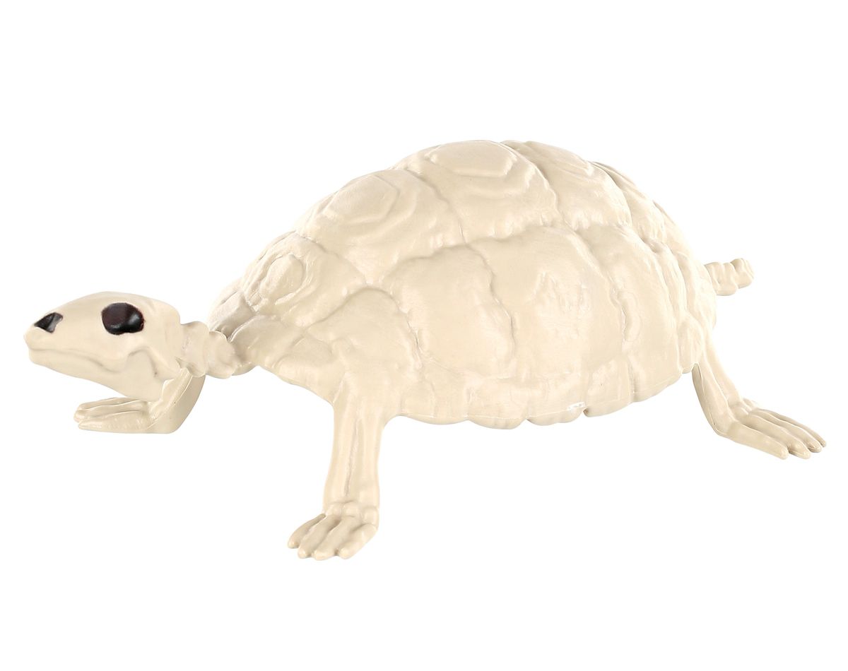Skeleton Turtle - Decorations