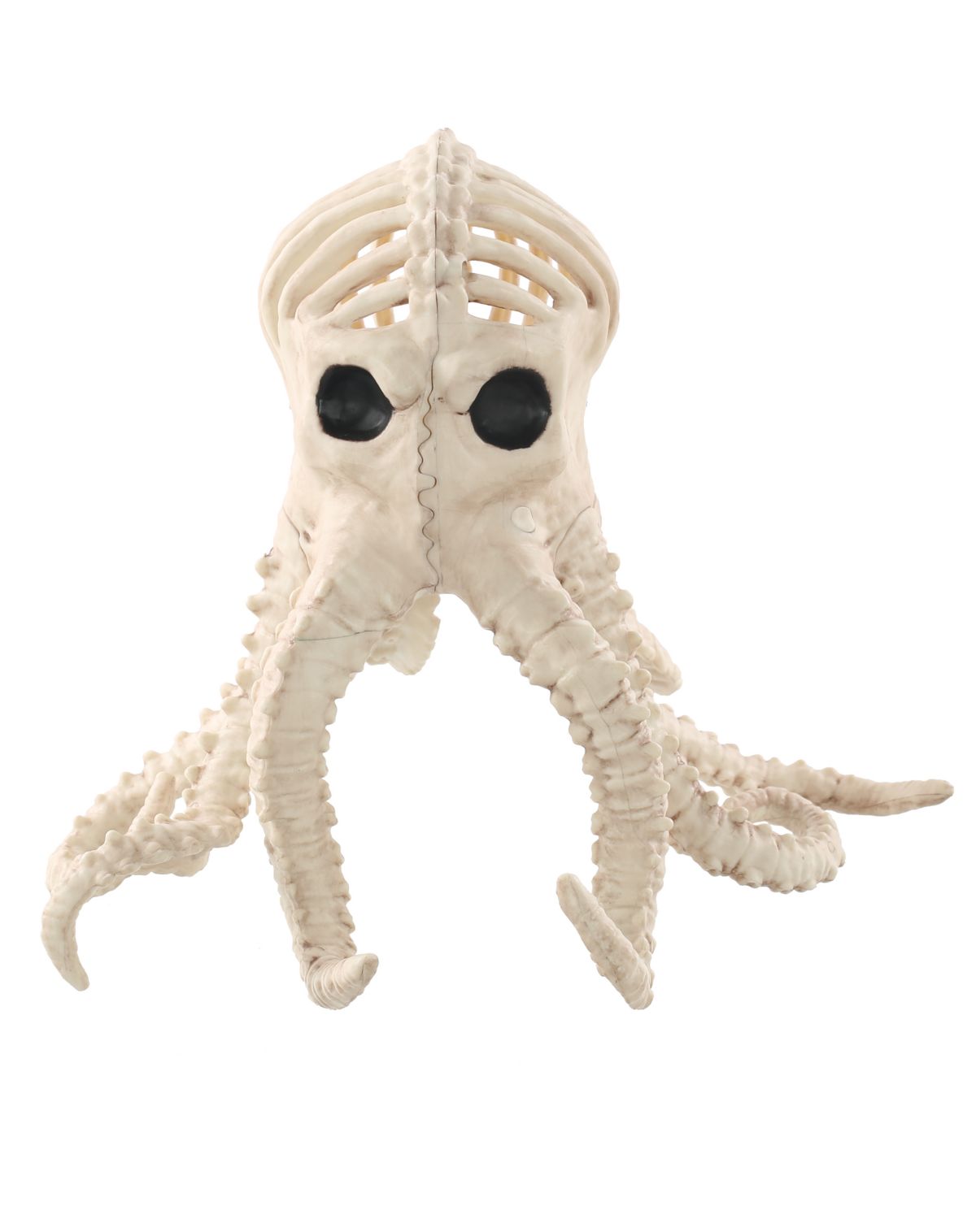 Octopus Skeleton - Image 2