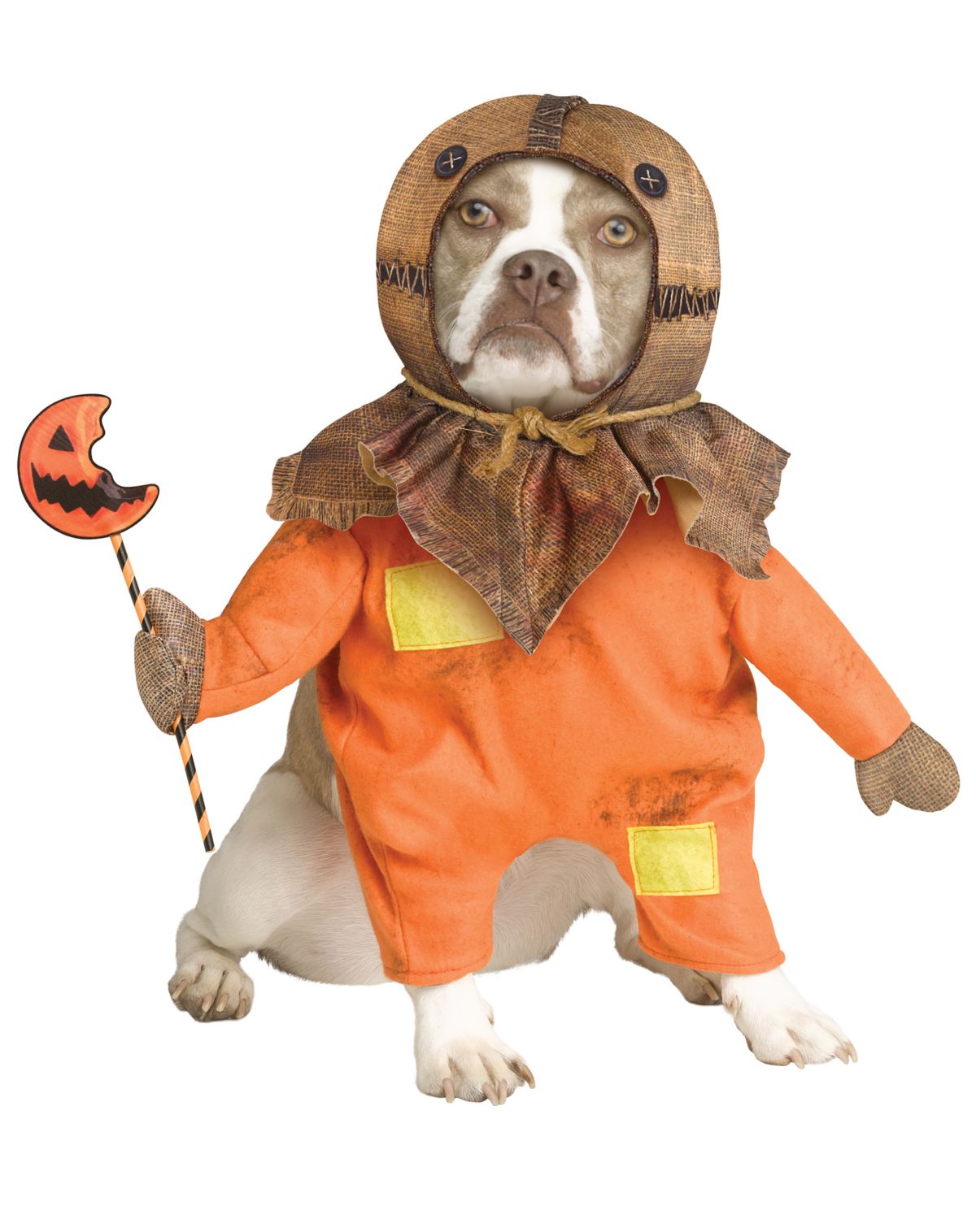 Sam Pet Costume - Trick u0027r Treat - Image 2
