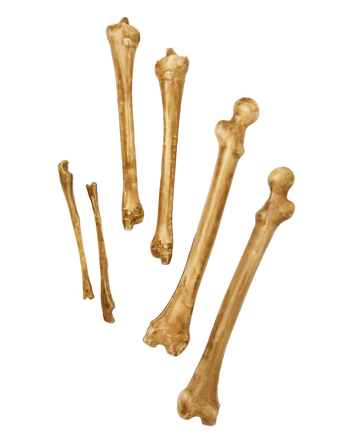 Decaying Bag of Bones Prop - Image 4