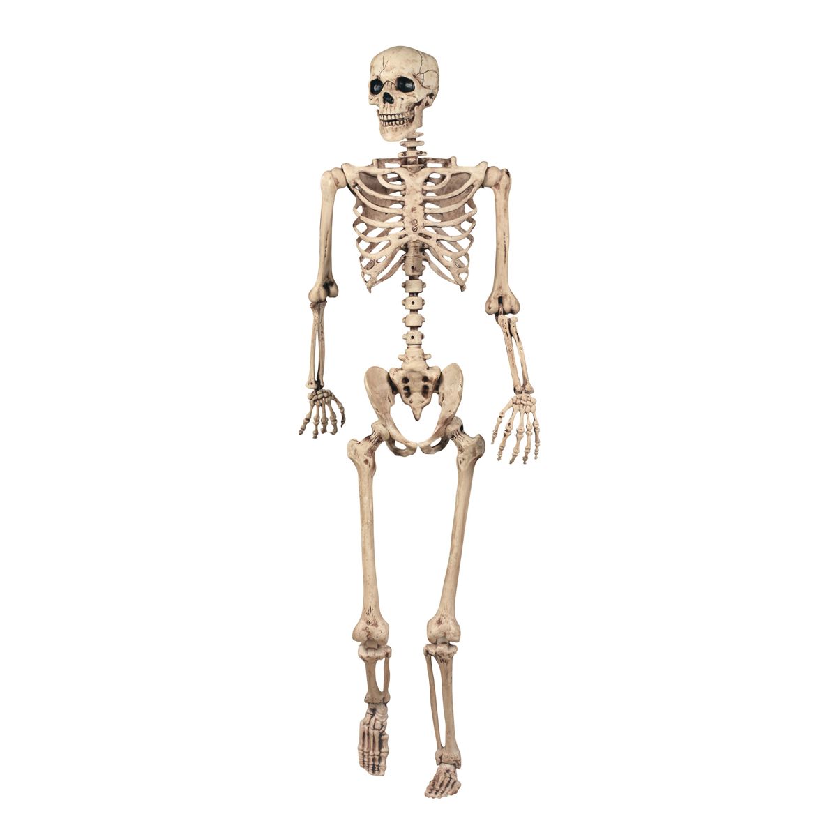 5 Ft Pose u0027Nu0027 Stay Skeleton - Image 2