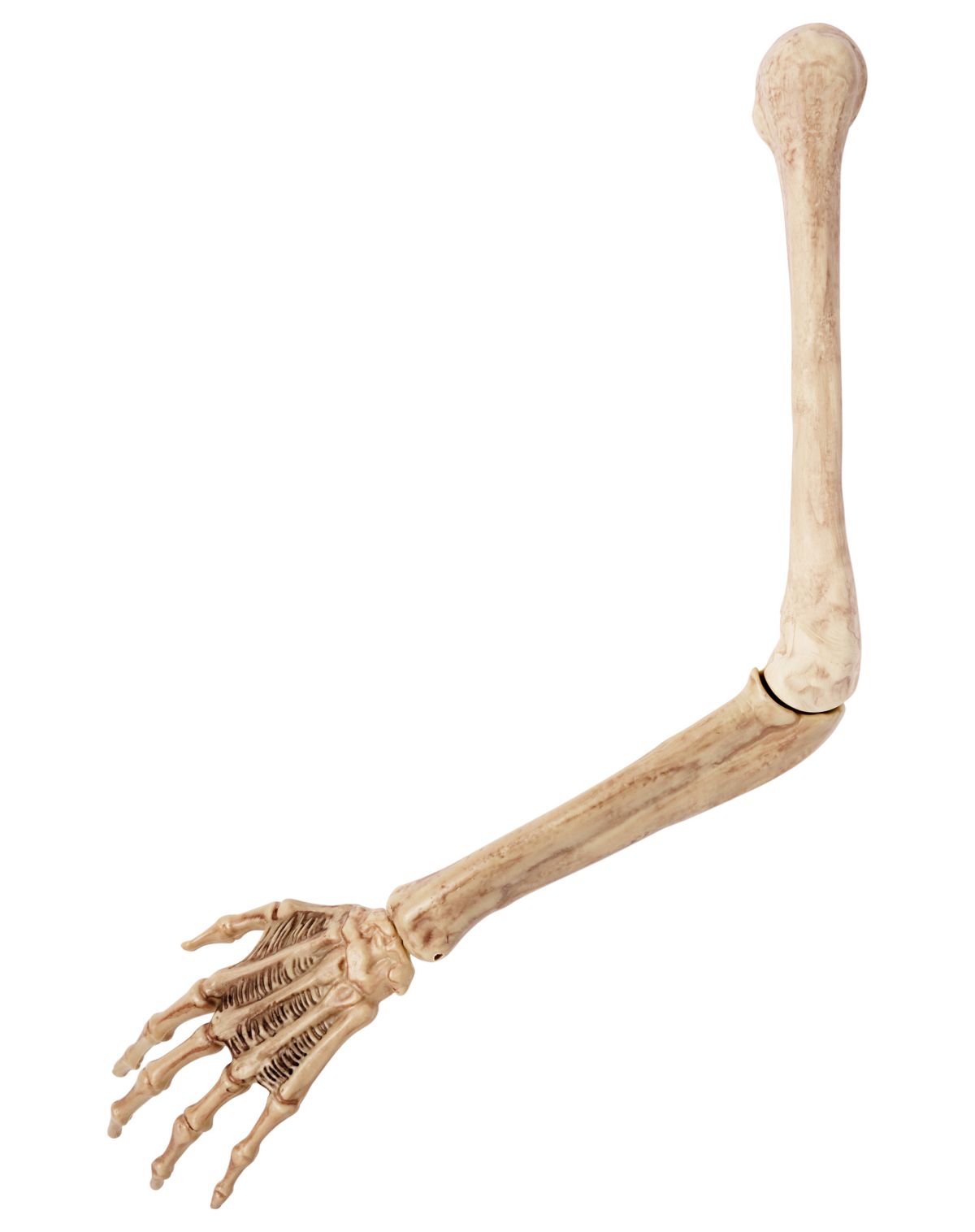Skeleton Arm Prop - 2023 Spirit Hallows Cemetery - Image 2